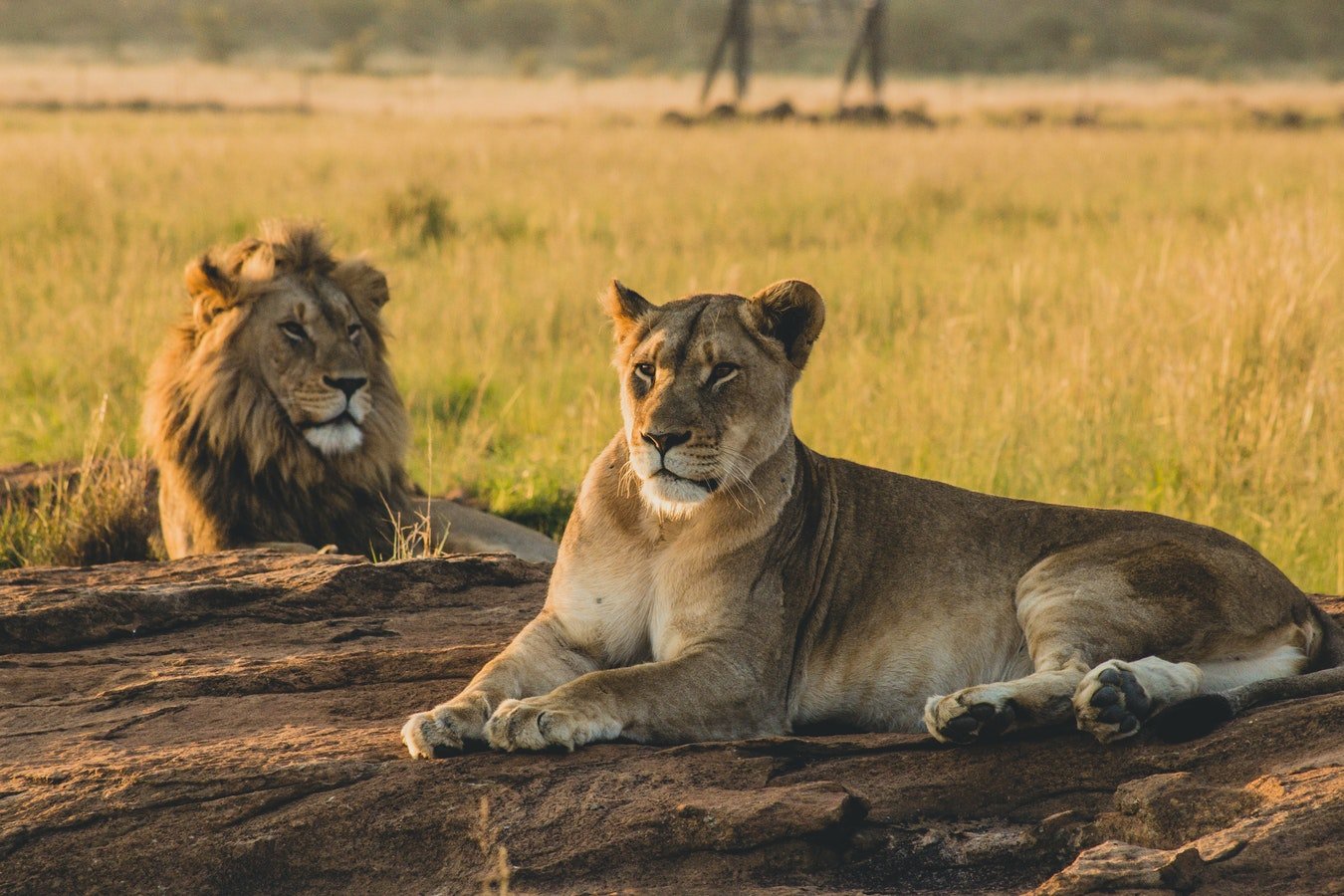 Arusha: 2 Günlük Lüks Serengeti Safari